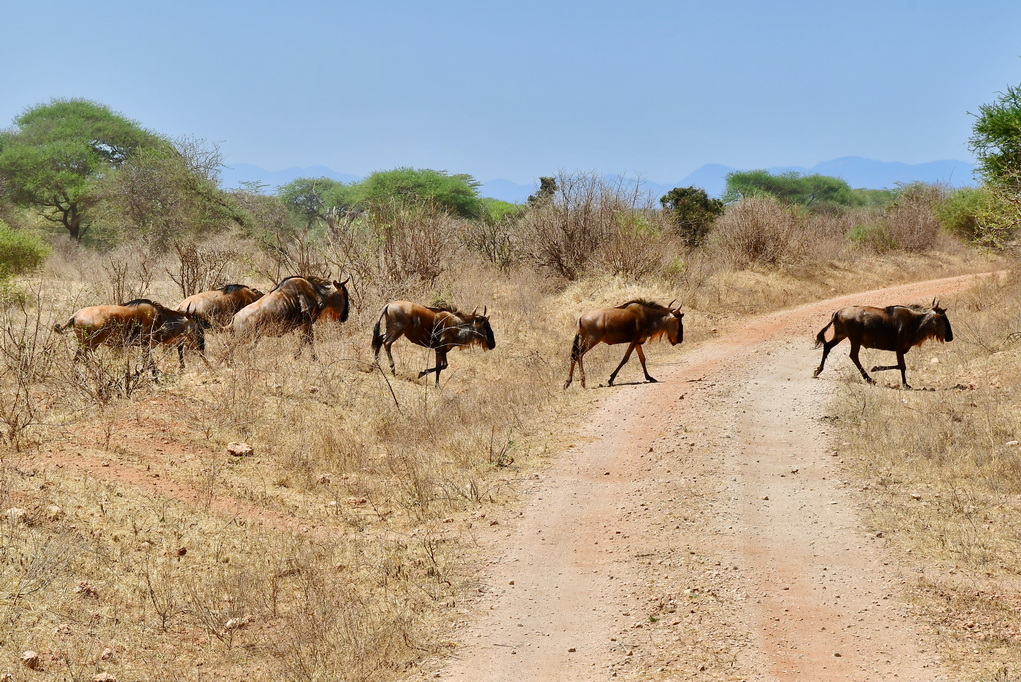 Tsavo West National Park